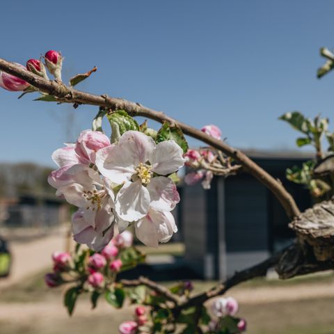 Roompot Park Wijdenes - Camping Drechterland - Afbeelding N°6