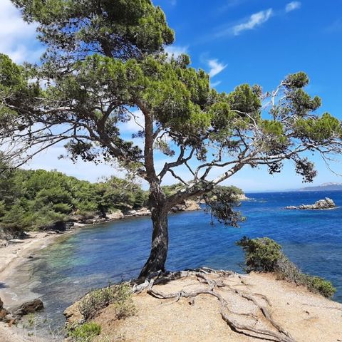 Club Belambra Presqu'ile de Giens - Riviera Beach - Camping Var - Afbeelding N°5