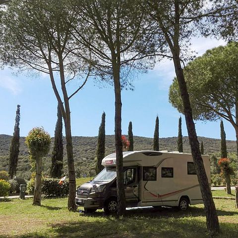 Kampeerplaats - Locatie dennenbos