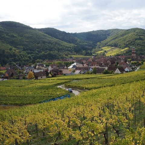 Camping Coeur d'Alsace - Camping Bas-Rhin - Afbeelding N°4