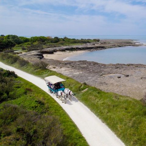 VVF Villages - Ile de Ré les Dunes - Sainte-Marie-de-Ré - Camping Charente-Maritime - Afbeelding N°4