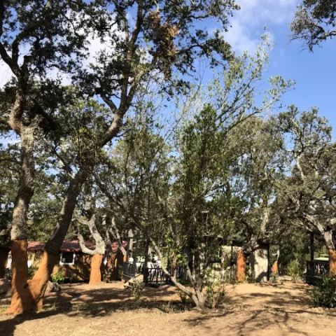 Camping Petra Legna - Camping Zuid-corsica - Afbeelding N°6