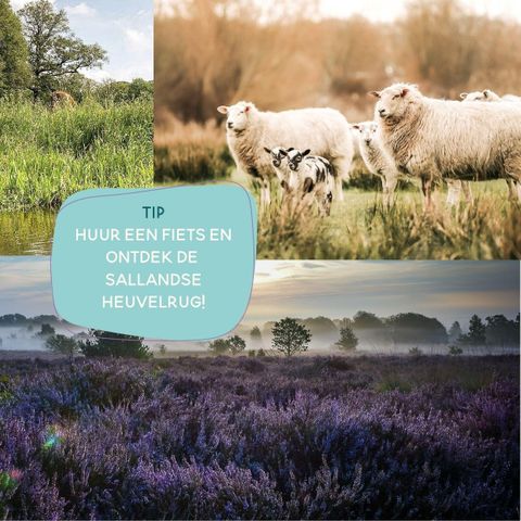 Safaritent 5 personen - De Bartenter