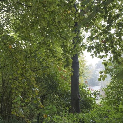 Bungalowpark Schuttersoord - Camping Mook und Middelaar - Afbeelding N°6