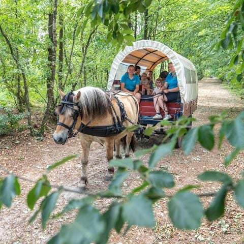 Landal Het Land van Bartje - Borger-Odoorn - Afbeelding N°6