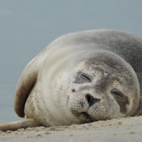 Villa 6 personen - Luxe