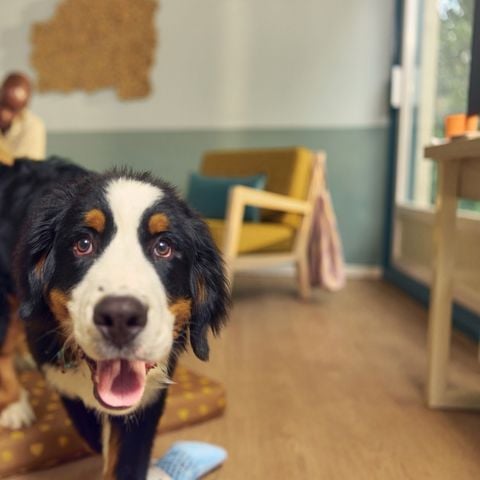 Bungalow 4 personen - Premium Honden KV2128