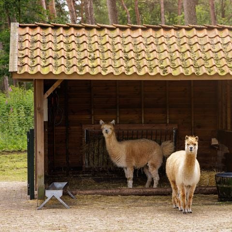 Center Parcs De Kempervennen - Bergeijk - Afbeelding N°5