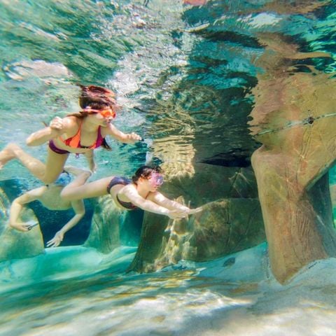Center Parcs De Vossemeren - Camping Belgisch Limburg - Afbeelding N°6
