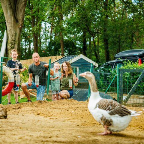 Vakantiepark De Luttenberg - Camping Raalte - Afbeelding N°4