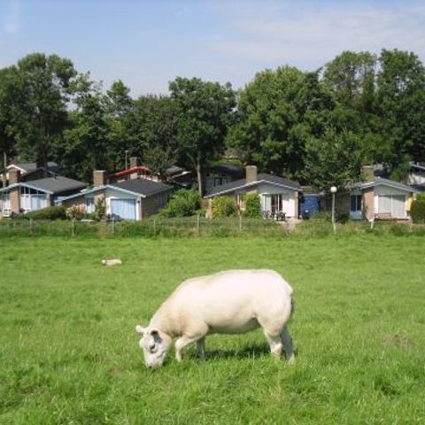 Vakantiepark Het Grootslag - Camping Hollands Kroon - Afbeelding N°2