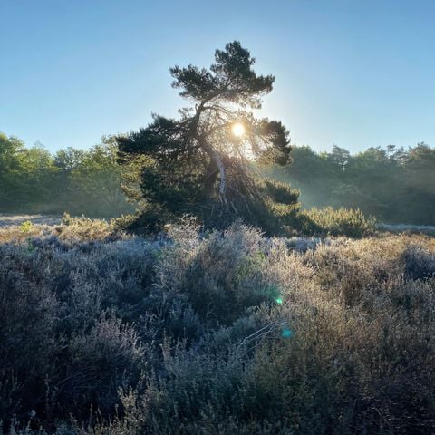 Bospark Garderen - Camping Barneveld - Afbeelding N°5