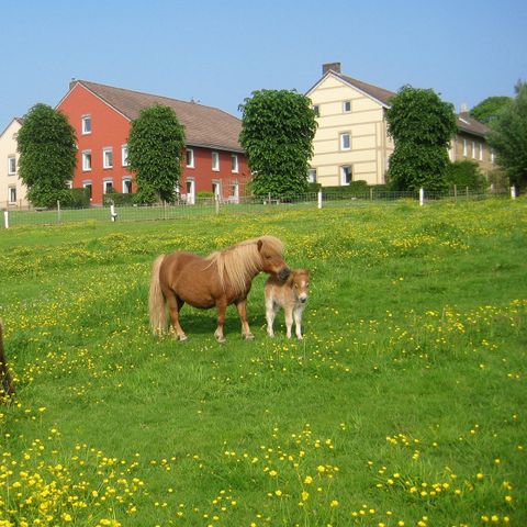 Bungalowpark Landsrade - Camping Gulpen-Wittem - Afbeelding N°5