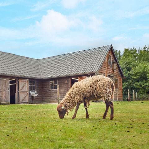 Center Parcs Limburgse Peel - Horst aan de Maas - Afbeelding N°6