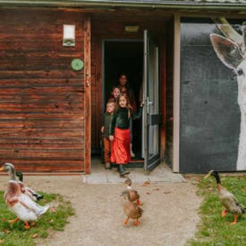 Bungalow 6 personen - Damhert incl. Sauna