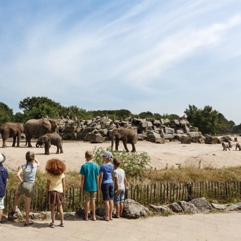 Vakantiepark Dierenbos - Meierijstad - Afbeelding N°5