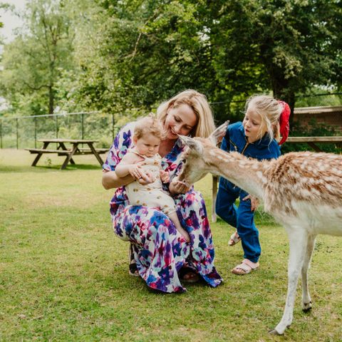Vakantiepark Dierenbos - Camping Meierijstad - Afbeelding N°4