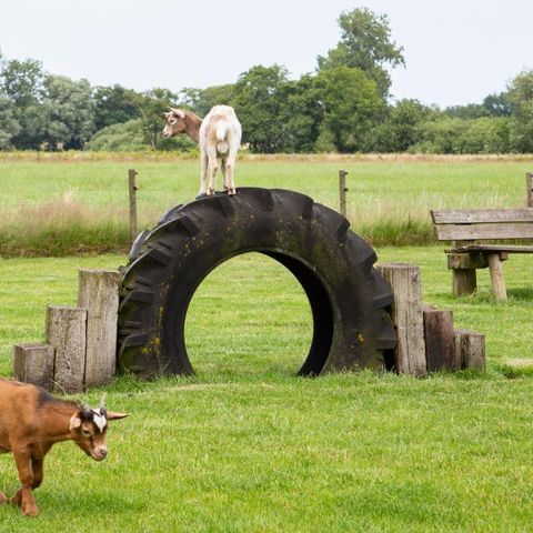 Landschapspark Striks Erve - Camping Staphorst - Afbeelding N°6