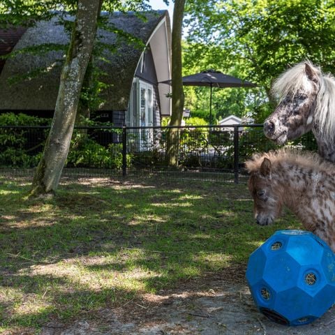 Residence De Eese - Camping Steenwijkerland - Afbeelding N°3