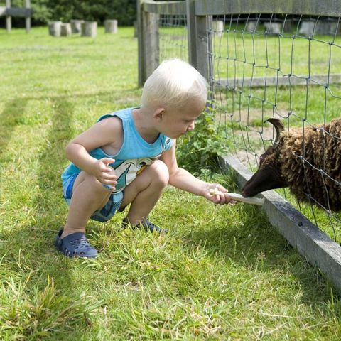 Molecaten Park Wijde Blick - Renesse - Afbeelding N°5