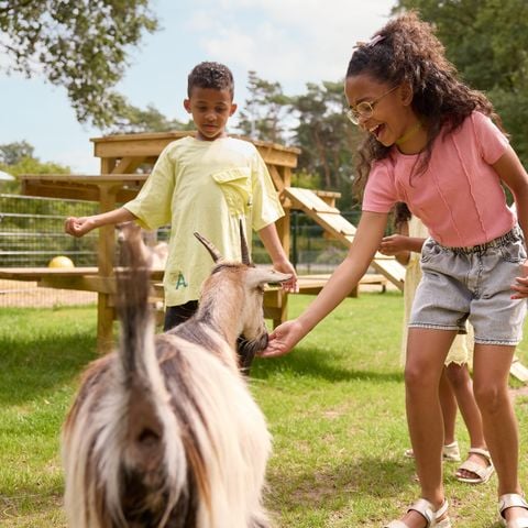 RCN Vakantiepark de Noordster - Camping Westerveld - Afbeelding N°3