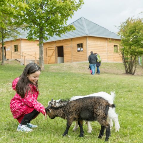 Center Parcs Park Hochsauerland - Camping Noordrijn-Westfalen - Afbeelding N°4