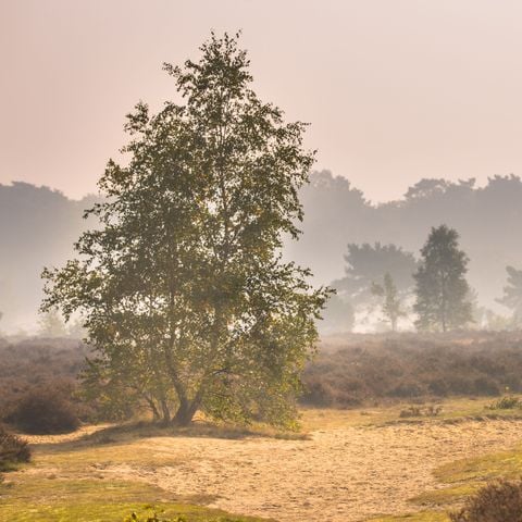 Park Berkenrhode - Ede - Afbeelding N°2