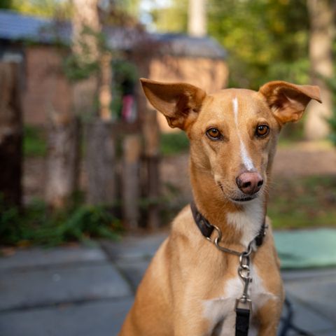 Recreatiepark De Paalberg - Ermelo - Afbeelding N°2