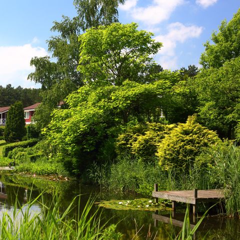 Summio Vakantiepark Emslandermeer - Camping Westerwolde - Afbeelding N°6
