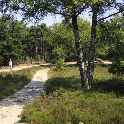 Vakantiepark De Lindenberg - Camping Rijssen-Holten - Afbeelding N°6