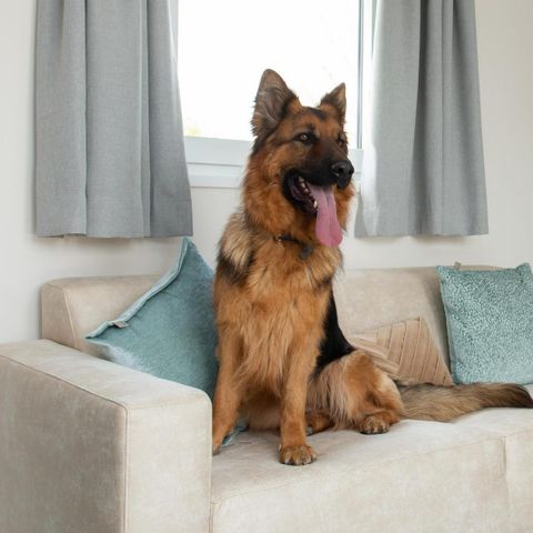 Lodge 4 personen - Wood Lodge | 4 personen (44 m²) - Met Airco - Honden toegelaten