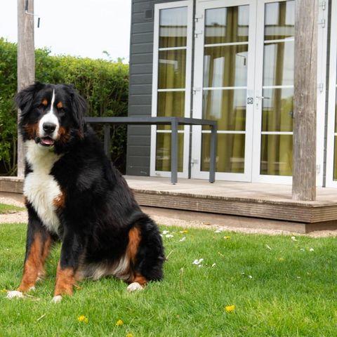Lodge 6 personen - Comfort Lodge | 6 personen(50 m²)- Honden toegelaten