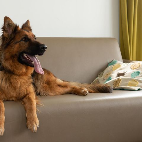 Lodge 6 personen - Comfort Lodge | 6 personen(50 m²)- Honden toegelaten