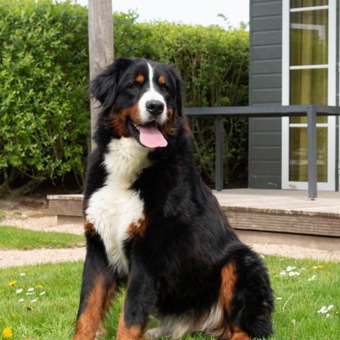 Lodge 4 personen - Comfort Lodge | 4 personen (32 m²) - Honden toegelaten