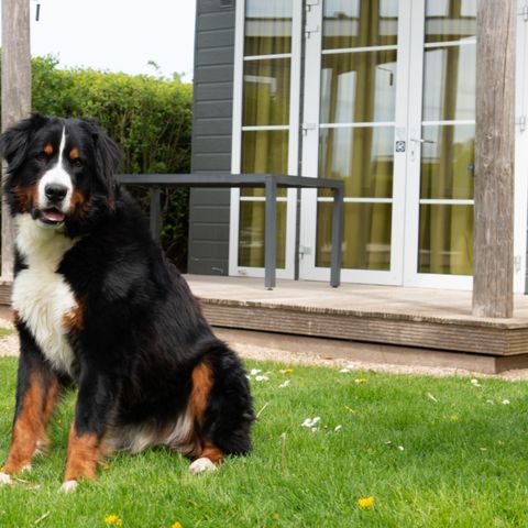 Lodge 2 personen - Comfort Lodge | 2 personen (27 m²) - Honden Toegelaten