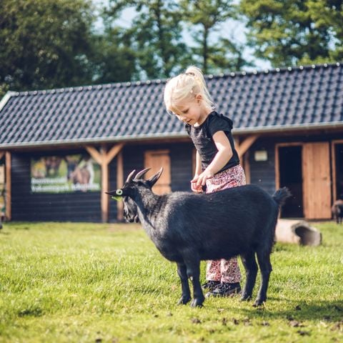 Vakantiepark Ackersate - Camping Barneveld - Afbeelding N°6