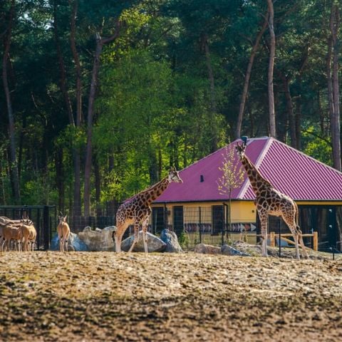 VAKANTIEHUIS 6 personen - Savanne Lodge