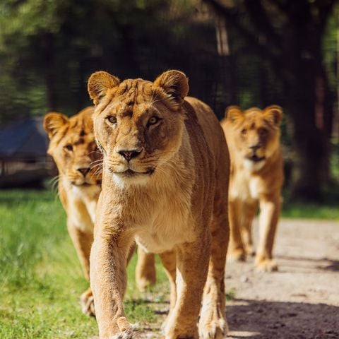 Safari Resort Beekse Bergen - Camping Hilvarenbeek - Afbeelding N°6