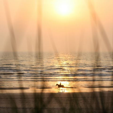 Vakantiepark Duinrust - Camping Noordwijk - Afbeelding N°6