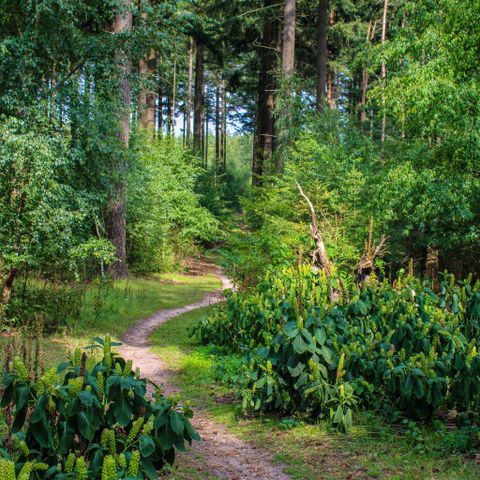 UNIEKE ACCOMMODATIE 4 personen - Comfort