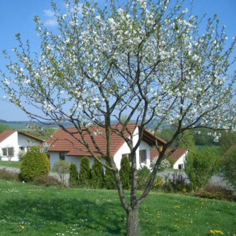 Ferienhaus Uslar - Camping Nedersaksen - Afbeelding N°3