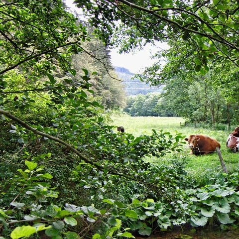 Sonnenhof Willingen - Hessen - Afbeelding N°3