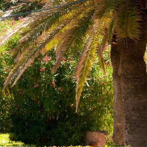 Résidence Goélia Le Domaine de La Pinède - Var - Afbeelding N°2