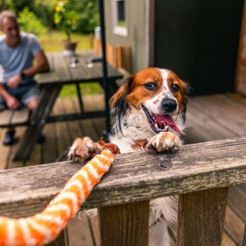 Safaritent 6 personen - Glampingtent Dog Lodge