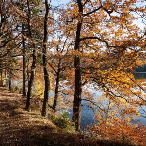 UplandParcs Sauerland - Camping Noordrijn-Westfalen - Afbeelding N°6