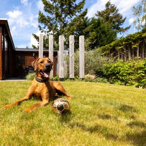 Lodge 4 personen - Cozy