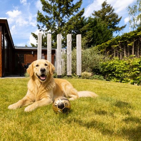 Lodge 4 personen - Cozy