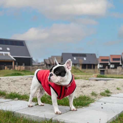 Dormio Nieuwvliet-Bad - Camping Sluis - Afbeelding N°3
