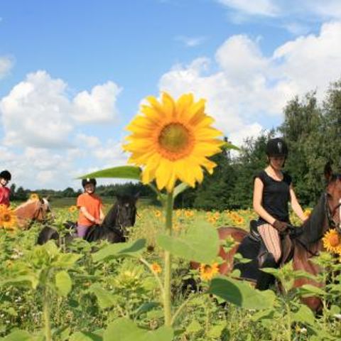 Ferienpark Geesthof - Camping Nedersaksen - Afbeelding N°3