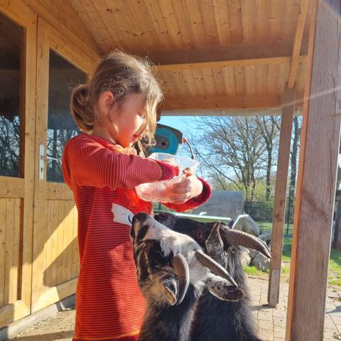 Ferienhof Brockzetel - Nedersaksen - Afbeelding N°5